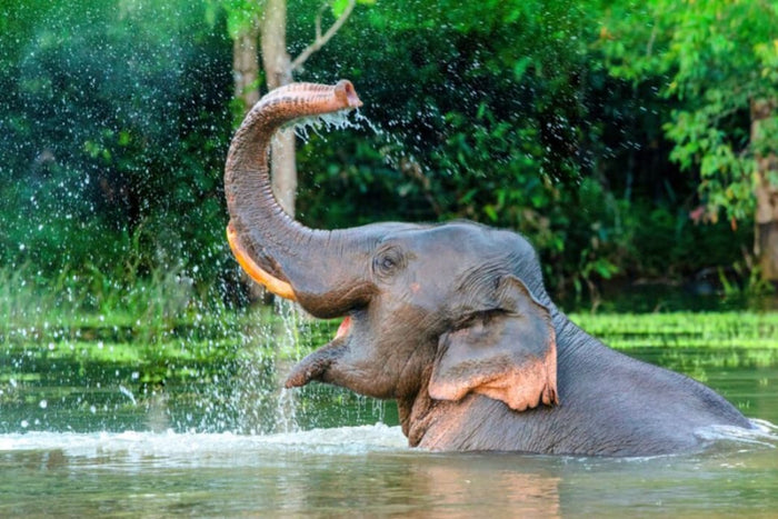 Why is an Elephant Considered Lucky? (And Jewish Good Luck Symbols You’ll Love) - Alef Bet by Paula