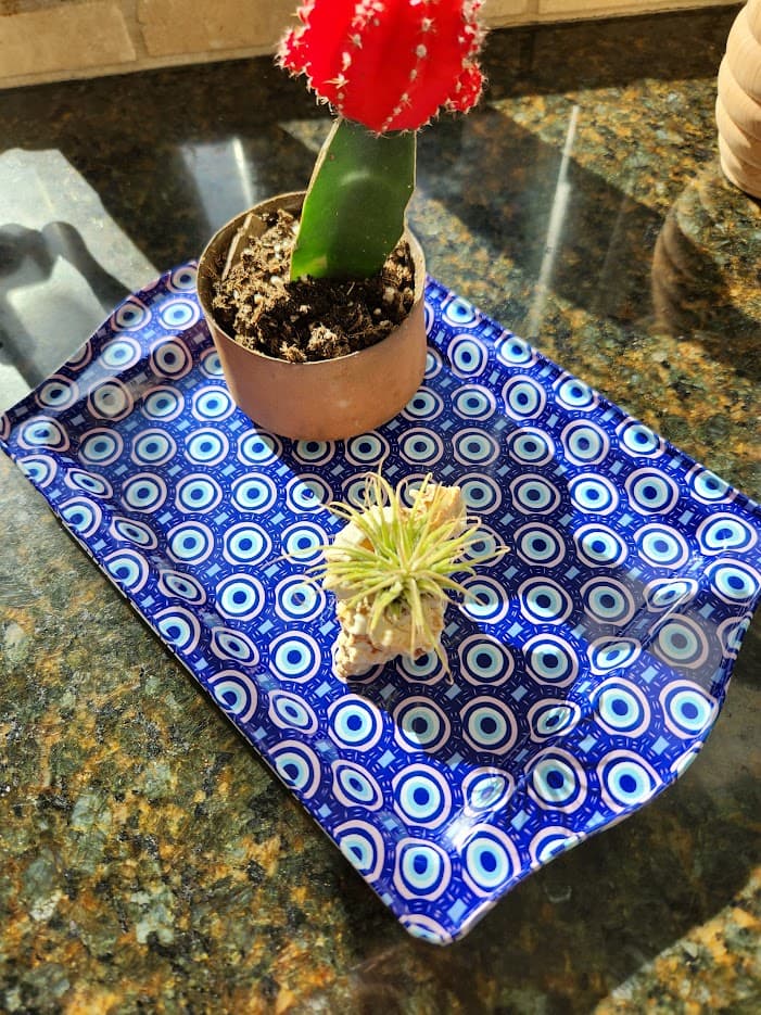 cactus on an evil eye tray